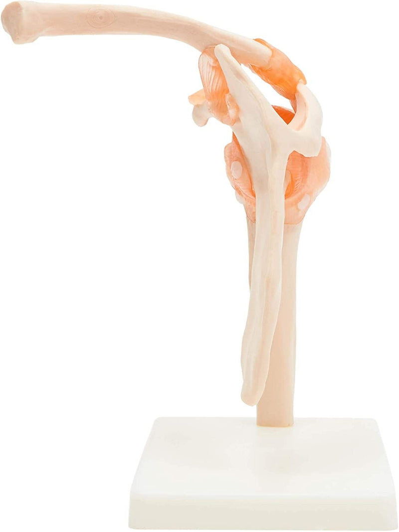 Life-Size Human Shoulder Joint Ligament Model (6.5 x 8.5 in)