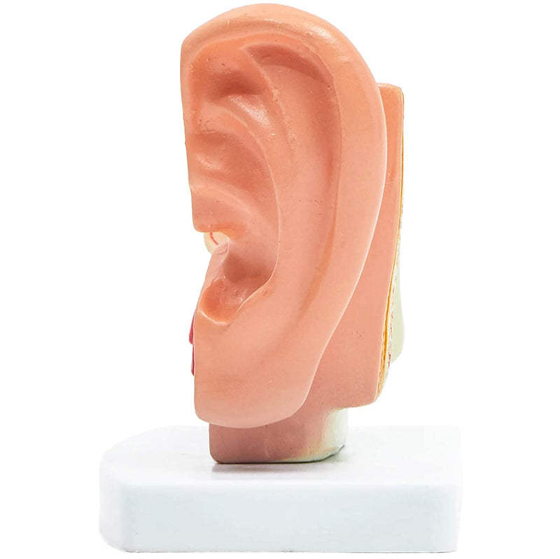 Human Ear Anatomy Mode (4.5 x 4.2 in)