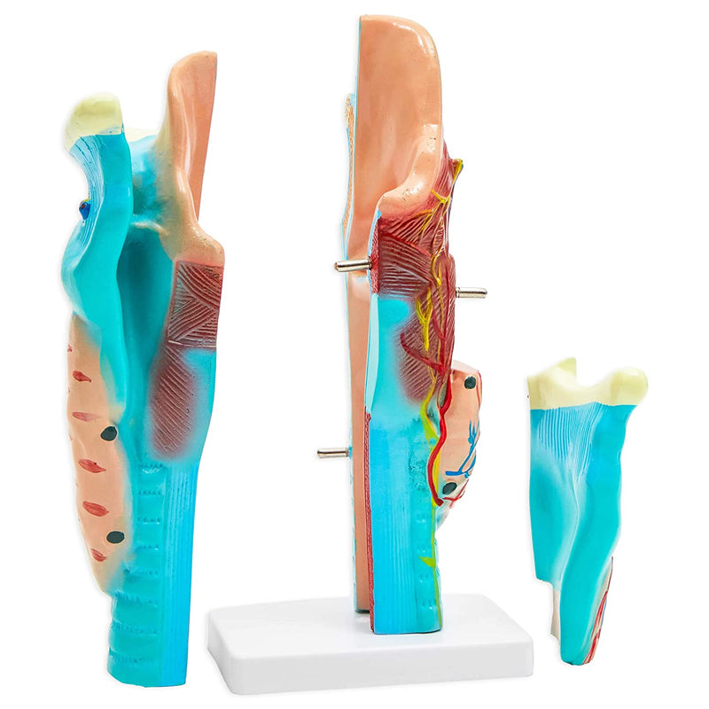 Human Larynx Anatomy Model (4.5 x 4.2 in, 3 Parts)