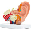 Human Ear Anatomy Mode (4.5 x 4.2 in)