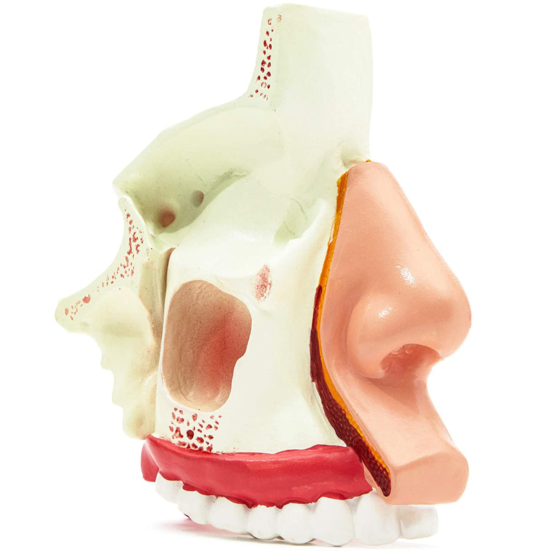 Human Anatomical Nasal Cavity Model (6 x 5 in)