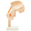 Human Hip Joint Anatomy Model (11.5 x 7 in)