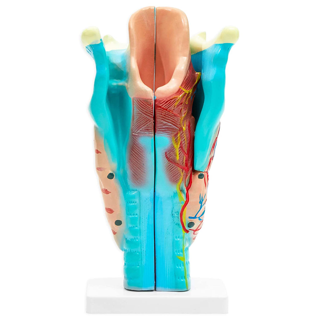 Human Larynx Anatomy Model (4.5 x 4.2 in, 3 Parts)