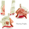 Human Anatomical Nasal Cavity Model (6 x 5 in)