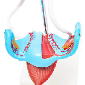 Human Female Reproductive System Model (13 x 7.5 in)
