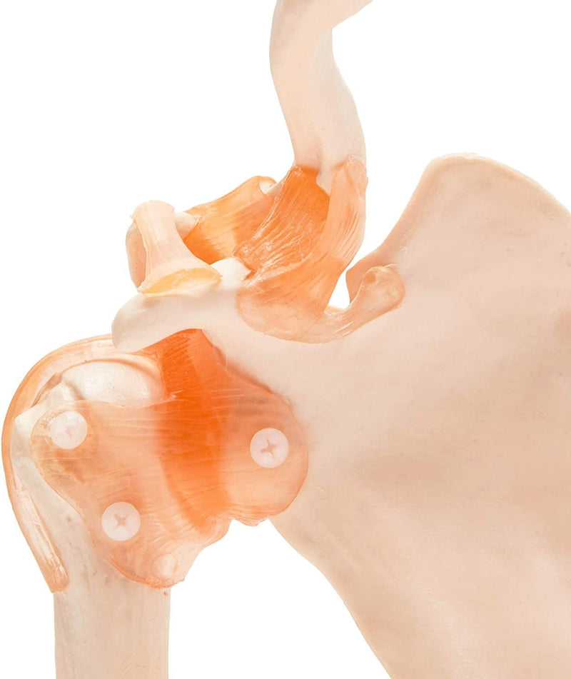 Life-Size Human Shoulder Joint Ligament Model (6.5 x 8.5 in)