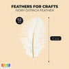 12-Pack Ostrich Feathers, Artificial Feather Plumes for Arts and Crafts, Faux Bird Plumage Trim for Costume and Outfit Decorations, 12-14-Inch Quills for Home Decor (Ivory)
