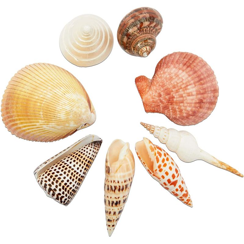Sea Shells for Crafting, Arts, Crafts Supplies, Decorations (8 Pieces)