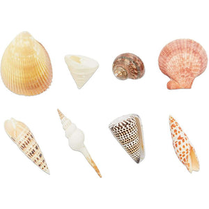 Sea Shells for Crafting, Arts, Crafts Supplies, Decorations (8 Pieces)