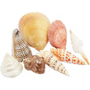 Sea Shells for Crafting, Arts, Crafts Supplies, Decorations (8 Pieces)